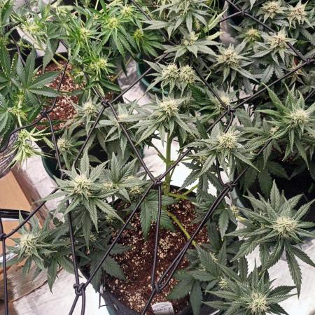 Dutch Passion Growing Comp 25 - ACB XL