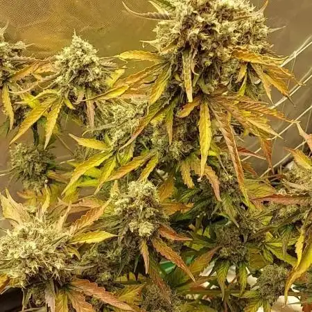 Royal; Queen Seeds Epsilon F1