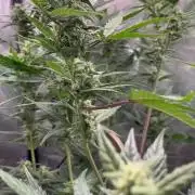 Fast Buds RF3 mix pack