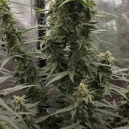 banana kush auto