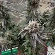 tangie auto plus lemon cherry cookies