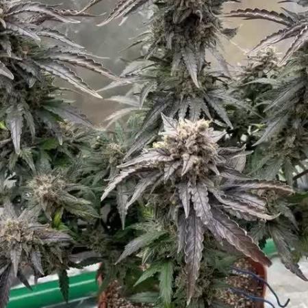 tangie auto plus lemon cherry cookies