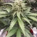 tangie auto plus lemon cherry cookies