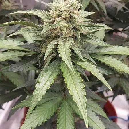 tangie auto plus lemon cherry cookies