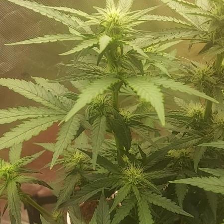 tangie auto plus lemon cherry cookies