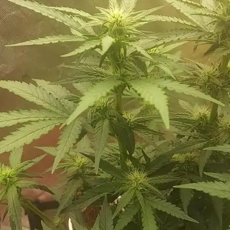 tangie auto plus lemon cherry cookies