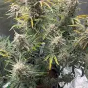 Sherbert Queen Auto