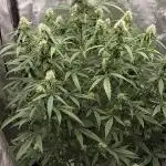 Royal queen Seeds cbg auto