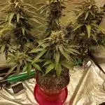 tangie auto plus lemon cherry cookies