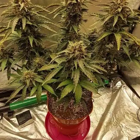 tangie auto plus lemon cherry cookies