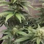 tangie auto plus lemon cherry cookies