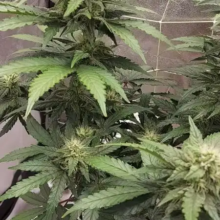 tangie auto plus lemon cherry cookies