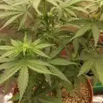 tangie auto plus lemon cherry cookies