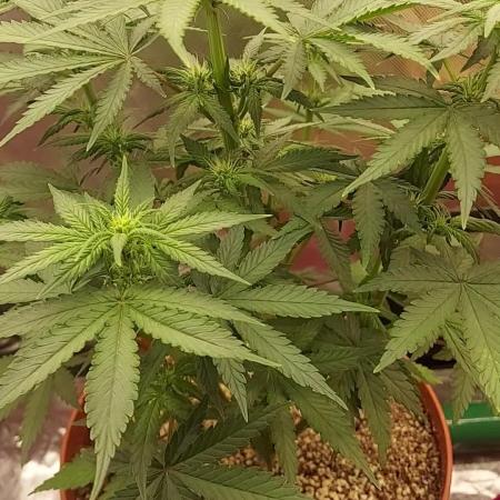 tangie auto plus lemon cherry cookies