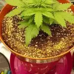 tangie auto plus lemon cherry cookies