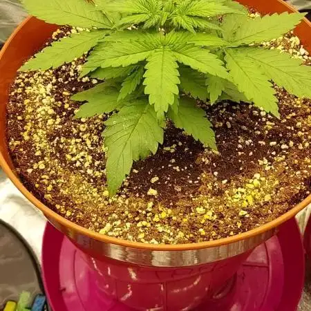 tangie auto plus lemon cherry cookies