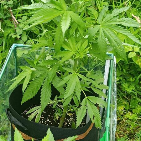 Outdoor Grow #2 LAT 53