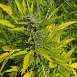 Outdoor Grow #2 LAT 53