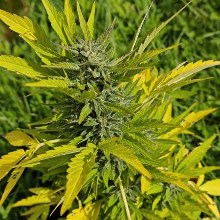 Outdoor Grow #2 LAT 53