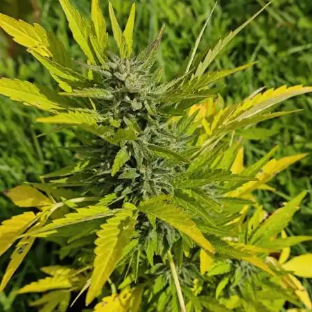 Outdoor Grow #2 LAT 53