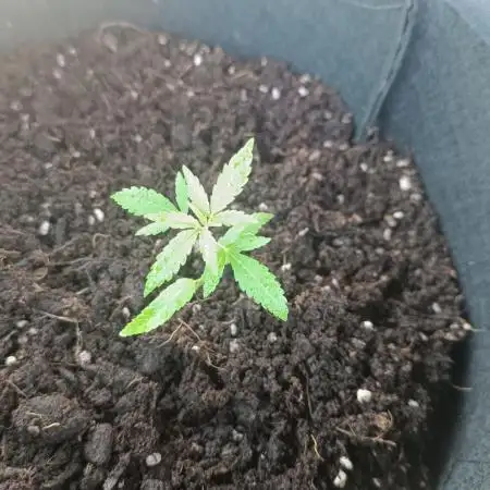 Outdoor Grow #2 LAT 53