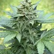 Organic Deez Nuggs | Mephisto Genetics