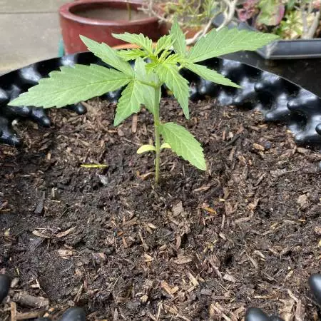 Sweet Gelato Auto 
