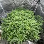1-Cereal Milk Photo Fem  Organic Grow VS  1-5x5 Grow Tent