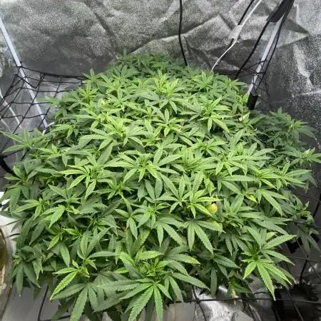 1-Cereal Milk Photo Fem  Organic Grow VS  1-5x5 Grow Tent