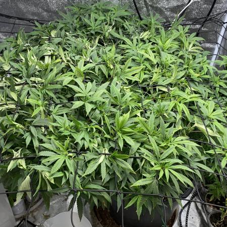 1-Cereal Milk Photo Fem  Organic Grow VS  1-5x5 Grow Tent