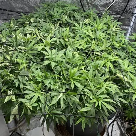 1-Cereal Milk Photo Fem  Organic Grow VS  1-5x5 Grow Tent