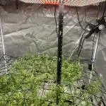 1-Cereal Milk Photo Fem  Organic Grow VS  1-5x5 Grow Tent
