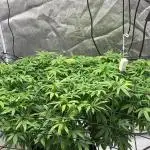 1-Cereal Milk Photo Fem  Organic Grow VS  1-5x5 Grow Tent
