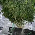 1-Cereal Milk Photo Fem  Organic Grow VS  1-5x5 Grow Tent