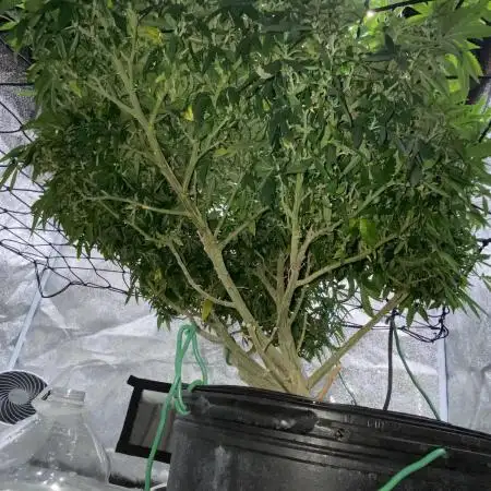 1-Cereal Milk Photo Fem  Organic Grow VS  1-5x5 Grow Tent