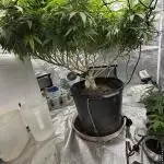 1-Cereal Milk Photo Fem  Organic Grow VS  1-5x5 Grow Tent