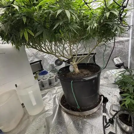 1-Cereal Milk Photo Fem  Organic Grow VS  1-5x5 Grow Tent