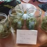 Gorilla Auto - Jo Bulk Seeds