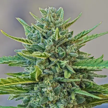 AK Auto 2025 [legal & organic]