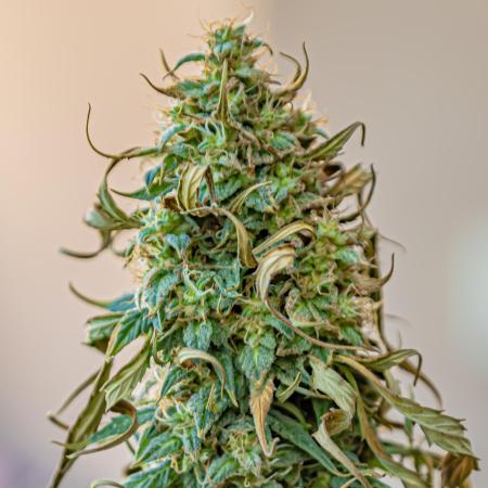 Orange Pres 2025 [legal & organic]