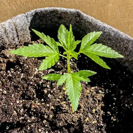 AK Auto - 01/2025 [legal & organic]