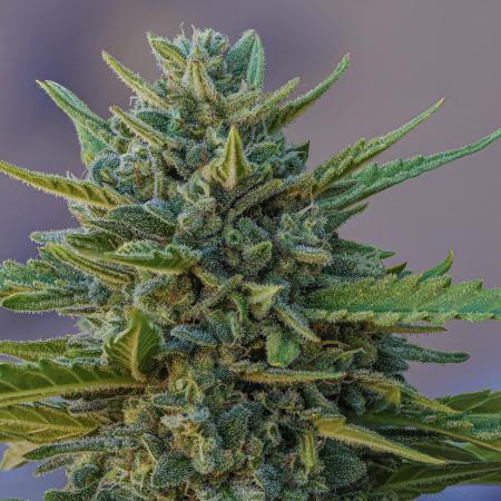 AK Auto 2025 [legal & organic]