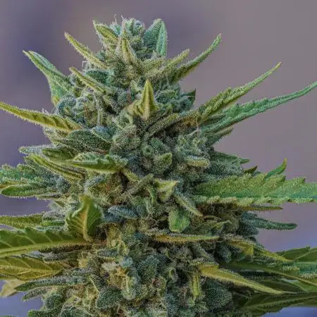 AK Auto 2025 [legal & organic]