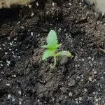 AK Auto - 01/2025 [legal & organic]