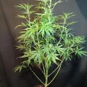 Cheese x Runtz = Chuntz