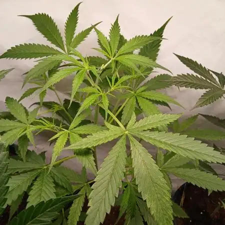 Watermelon zkittles