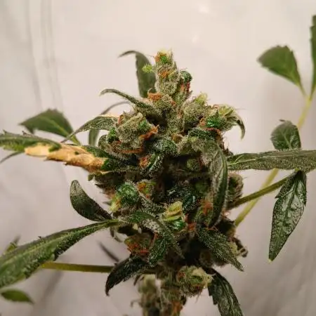 Pineapple slush xl Auto