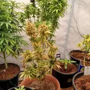 Outdoor Dream Sherbet