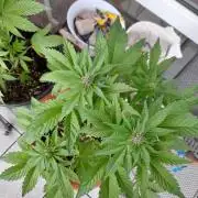 Outdoor sweet seeds