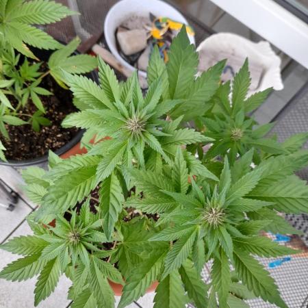 Outdoor sweet seeds